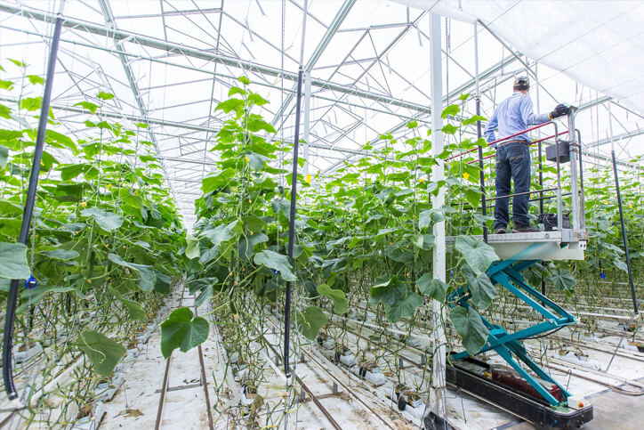 A worker on a pneumatic lift working on rows of tall greens in a greenhouse.
