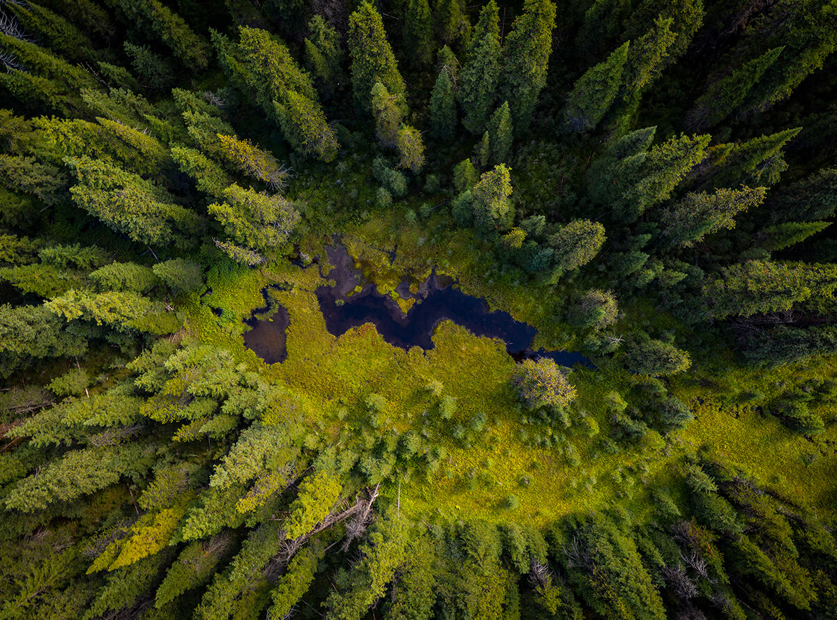 Aerial shot of a small body of water surrounded by lush green forest.