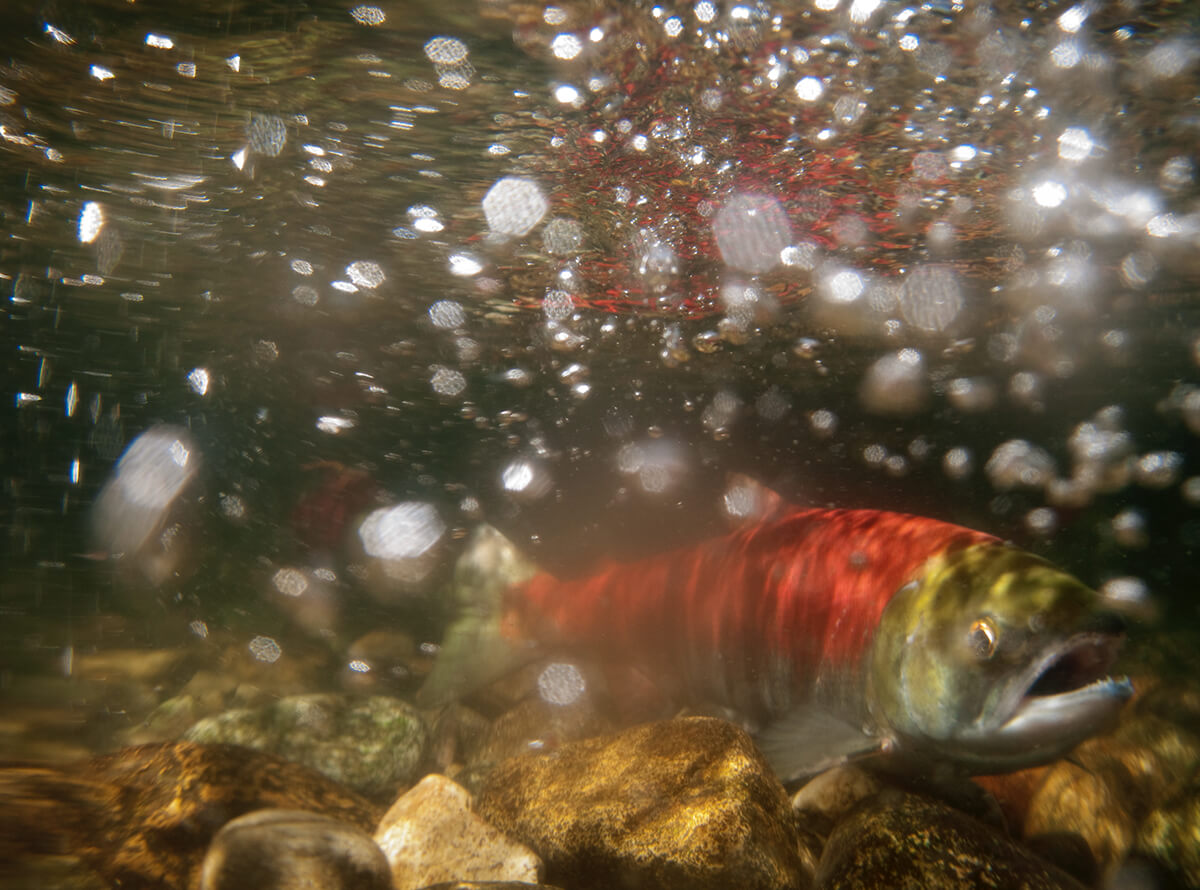 Underwater shot of a salmon swimming in shallow waters close to the rock bed.