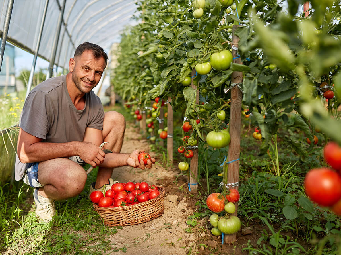 A man crouches and smiles at the camera while picking tomatoes in a greenhouse.
