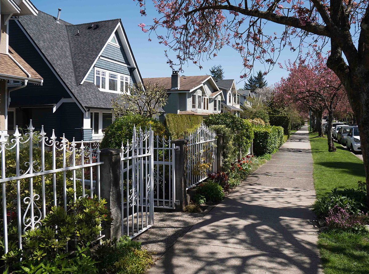 A residential area with standalone houses on a street with cherry blossom trees at the beginning of Spring on a sunny day.