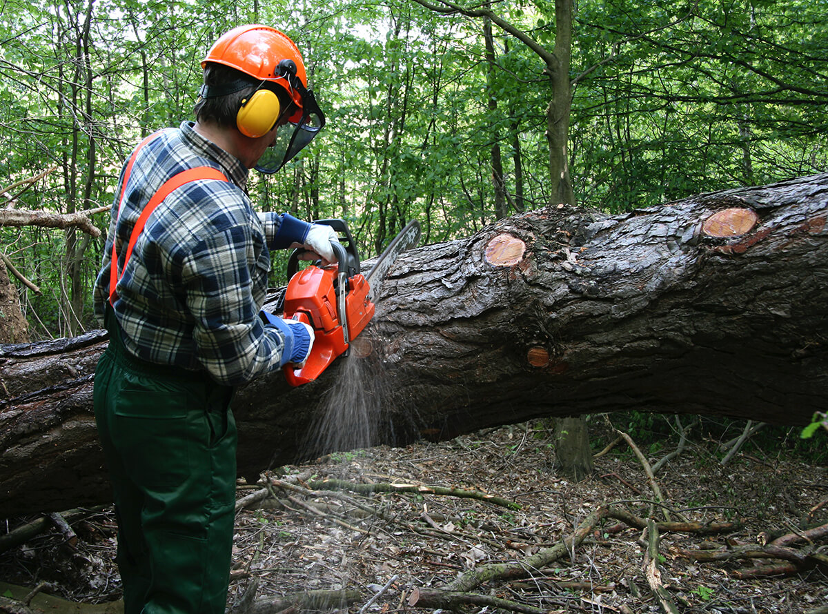 A forestry worker uses a chainsaw to separate a large downed tree.